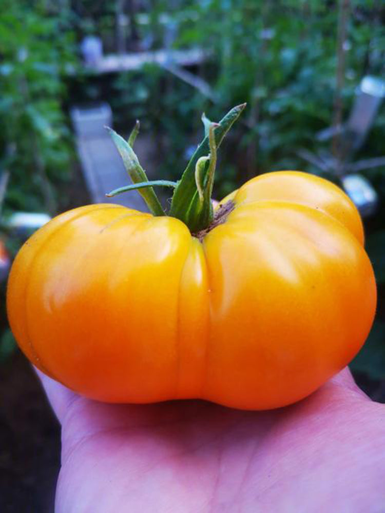 Golden Mango Tomato