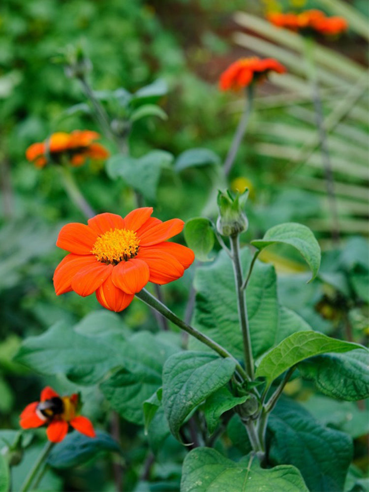 Mexican Sunflower