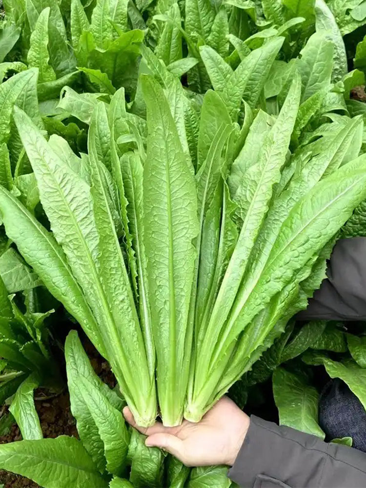 All-Season Youmai Cai