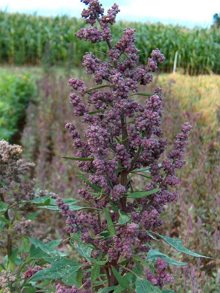 Black Quinoa