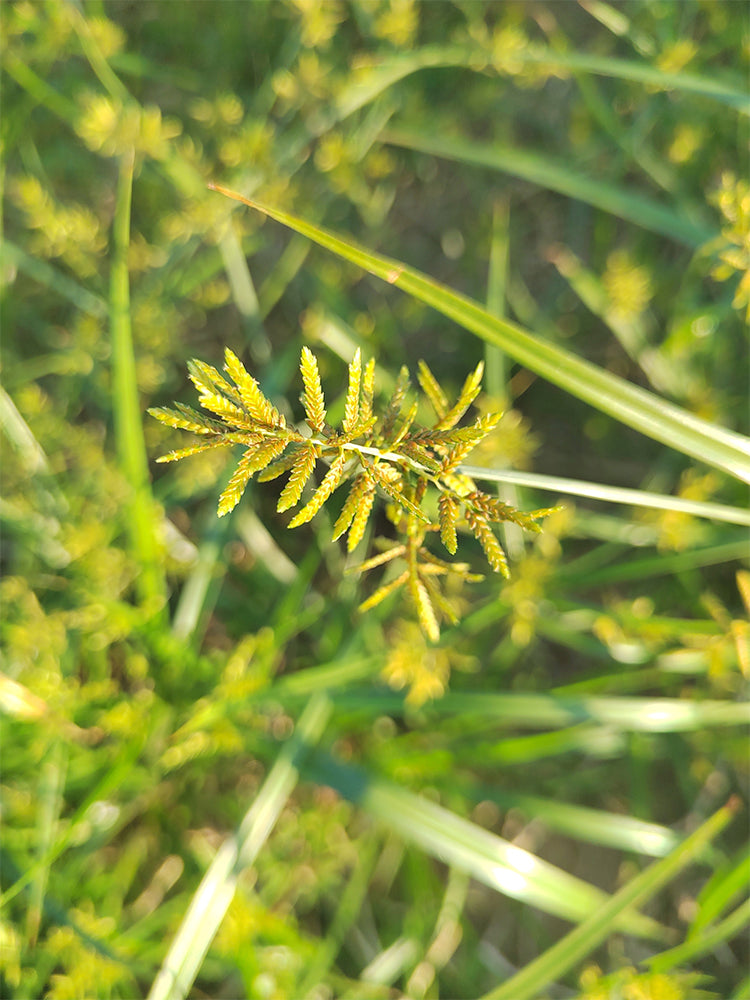 Nutgrass