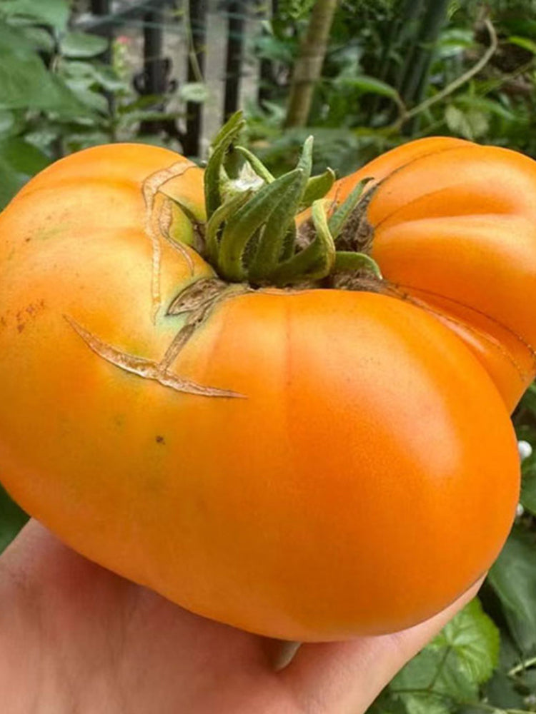 Kellogg's Breakfast Tomato