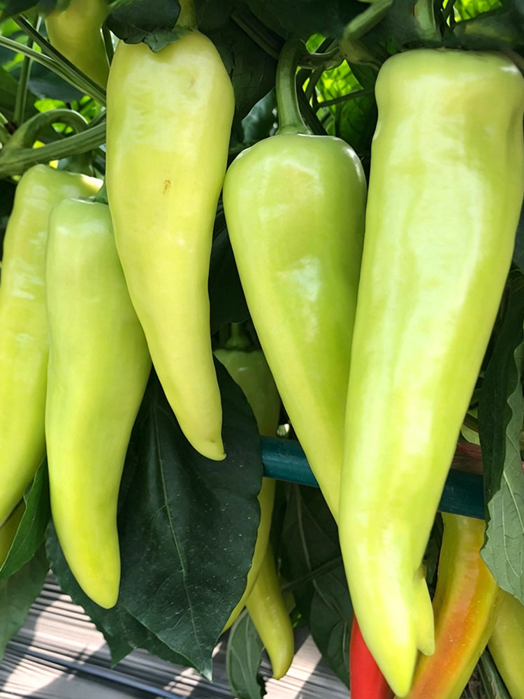 Baifeicui Pepper