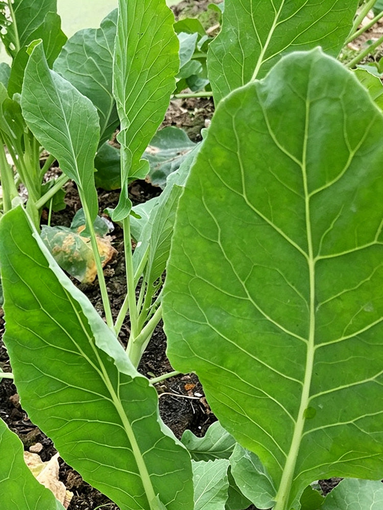 Jiemei Taoshan Chinese Broccoli