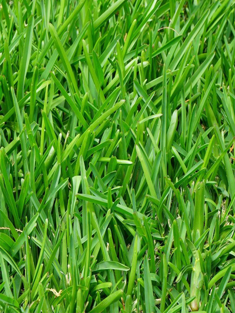 Festuca arundinacea 'Chenelle'