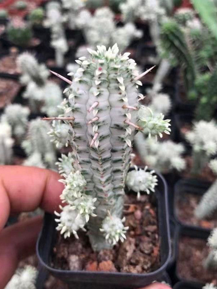 Euphorbia mammillaris 'Variegata'