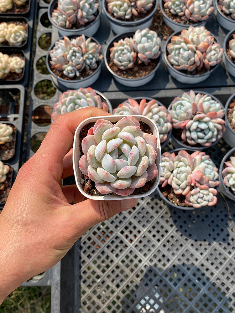 Echeveria 'Monroe'