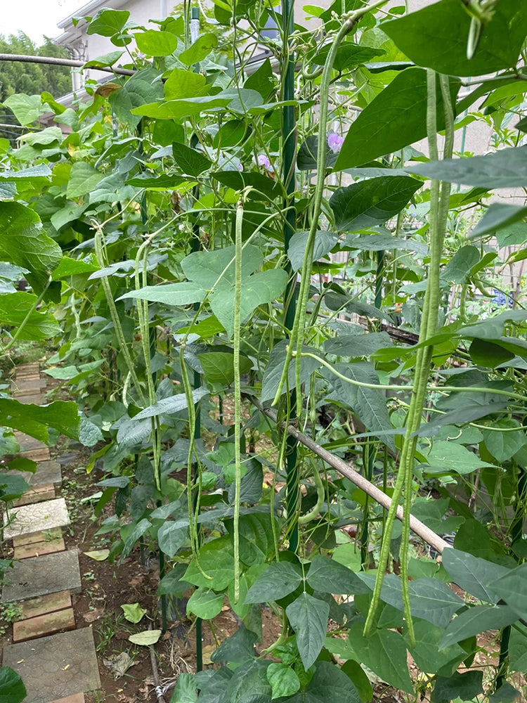 Fengchan 168 Yardlong Bean