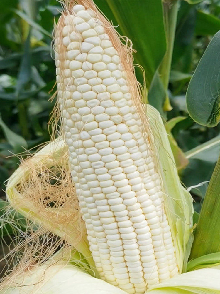 Aotiannuo 75 Sweet Waxy Corn