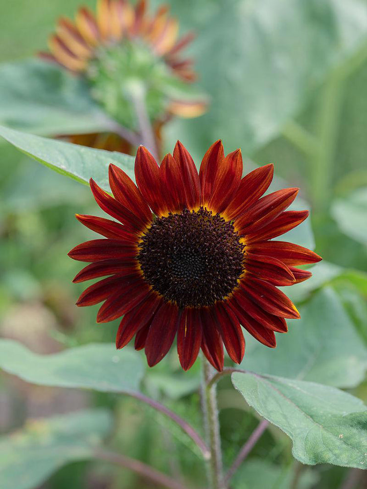 HEL09 Red Sunflower