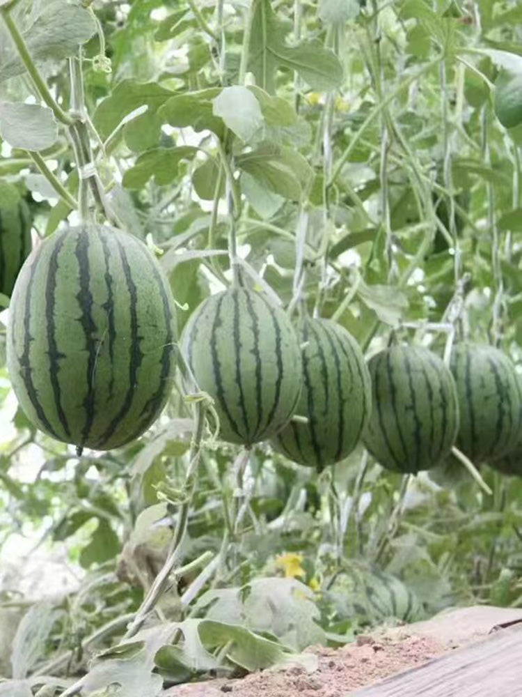 'Super Sweet 2K' Watermelon