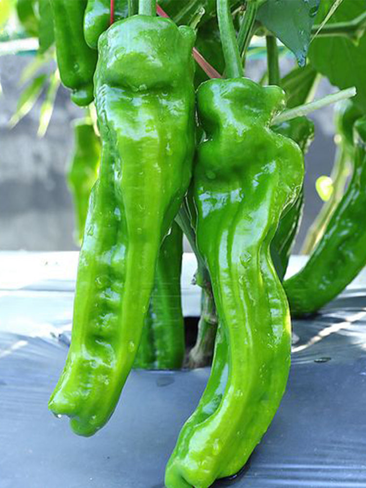 Crisp Thin-Skinned Chilis