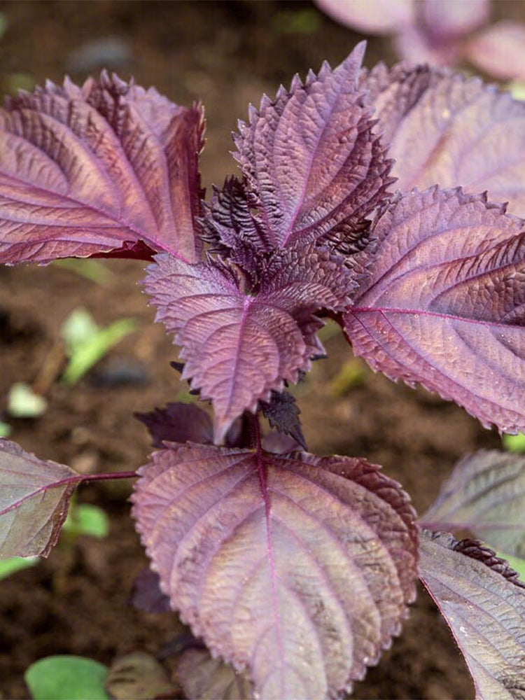 'Zifei' Purple Perilla