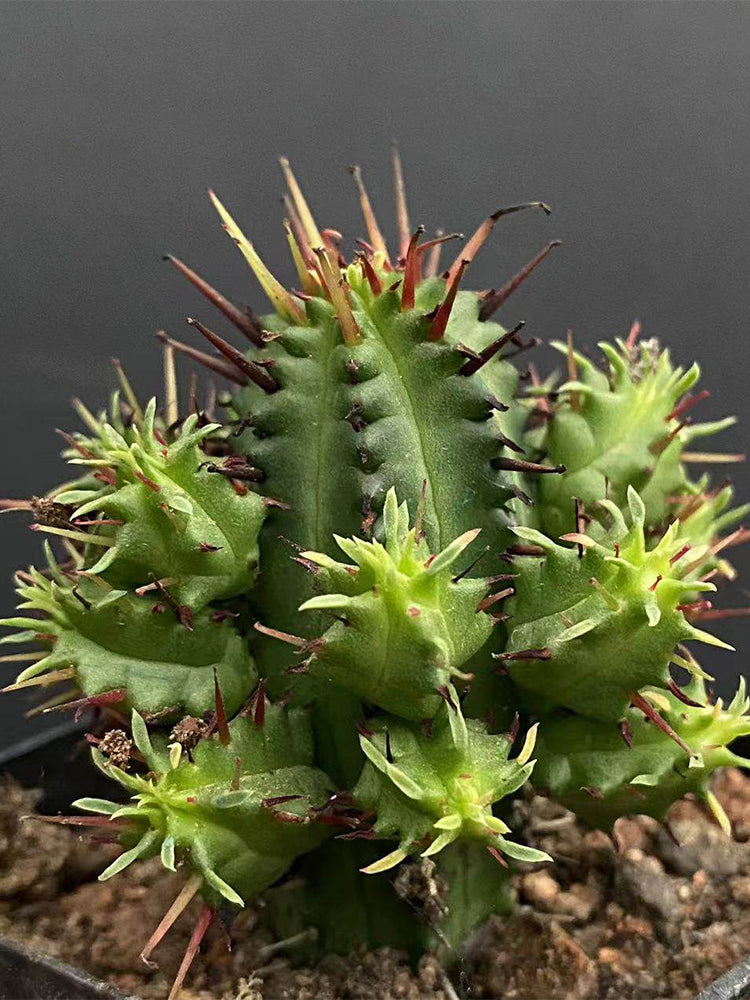 Pincushion Euphorbia