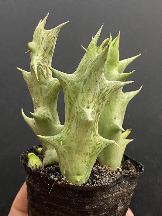 Caralluma hesperidum