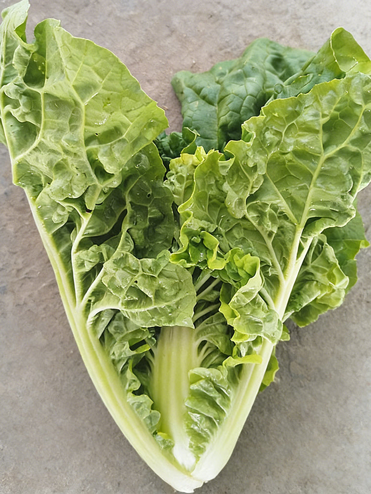 Early Royal Beijing Cabbage