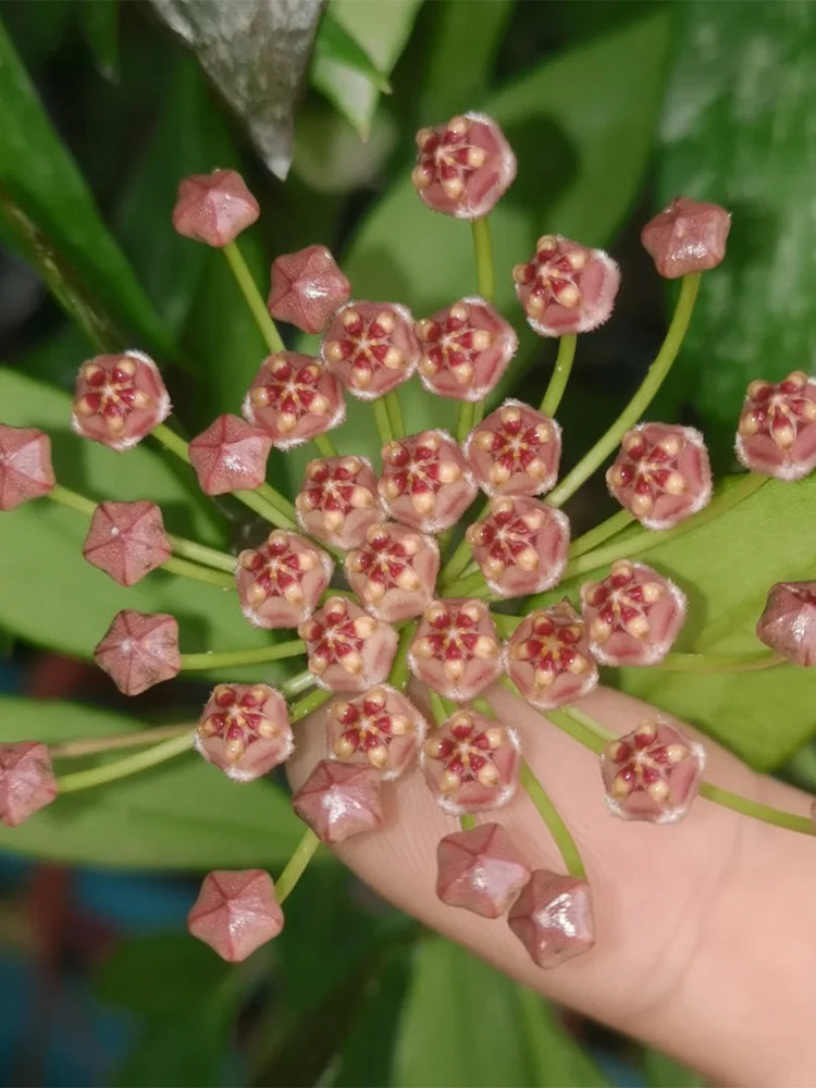 Hoya inconspicua Unrooted Stem Cuttings
