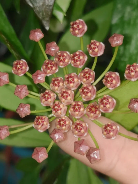 Hoya inconspicua Unrooted Stem Cuttings