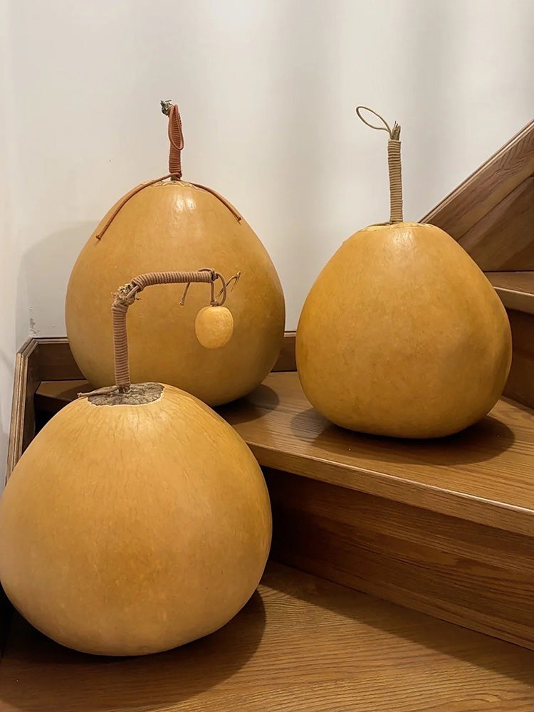 Extra Large Bottle Gourd