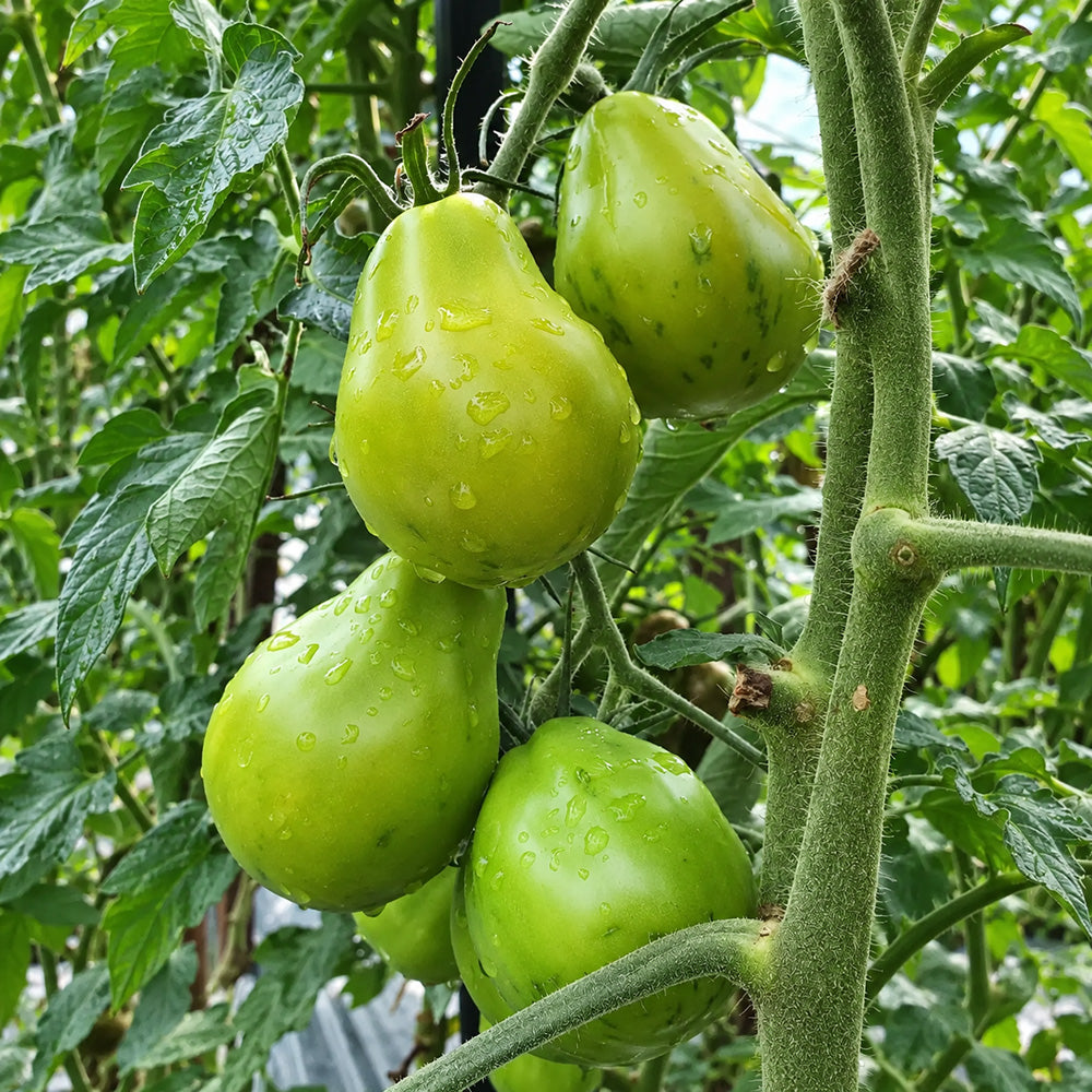 230 Original Pear Tomato