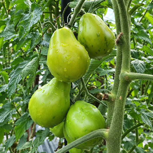 230 Original Pear Tomato