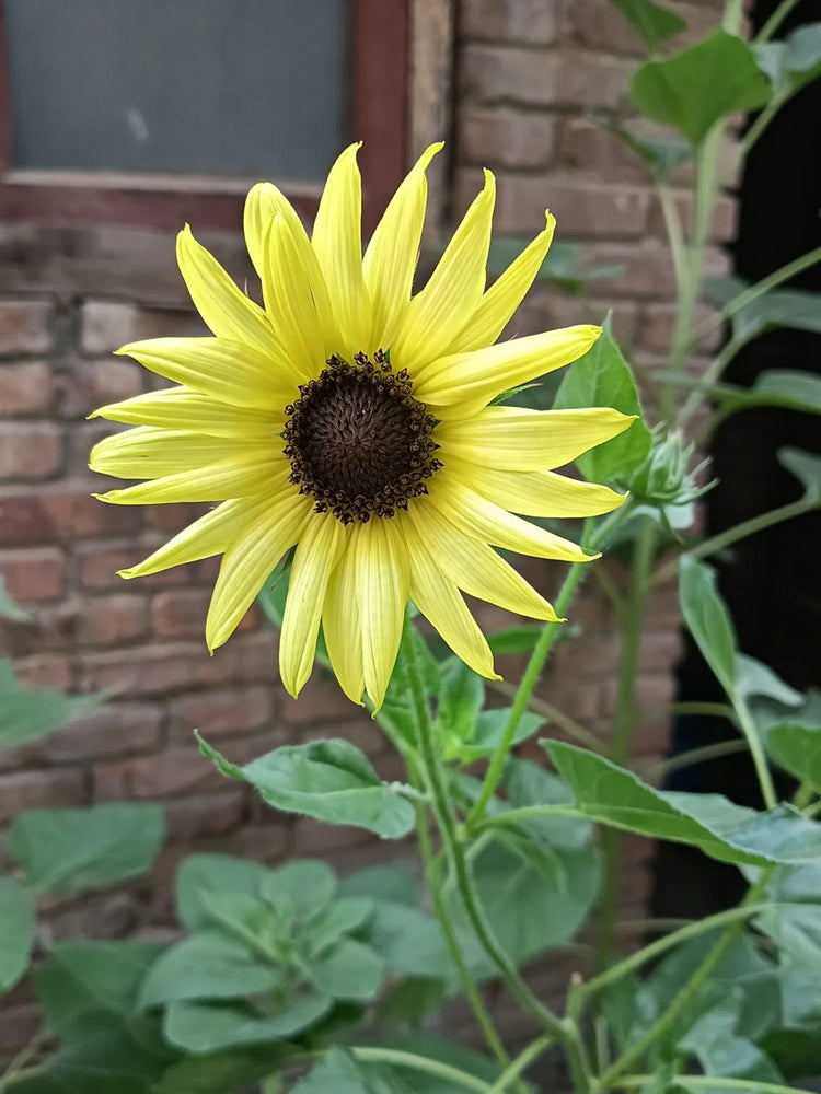 'Lemon Boy' Ornamental Sunflower