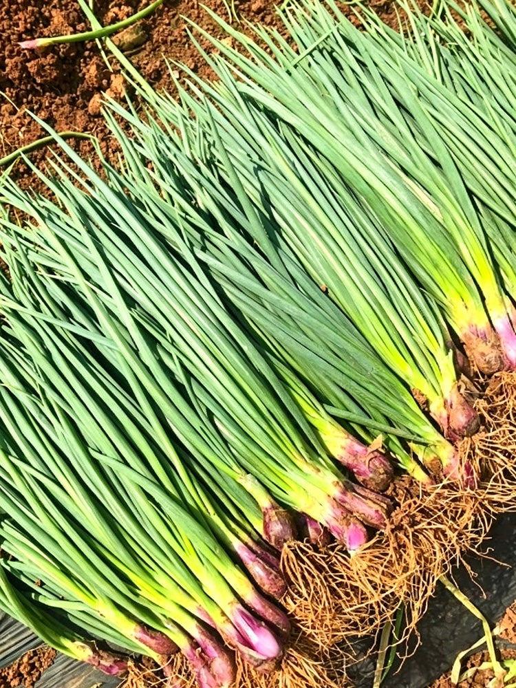 Shouhe Red Skin Scallion