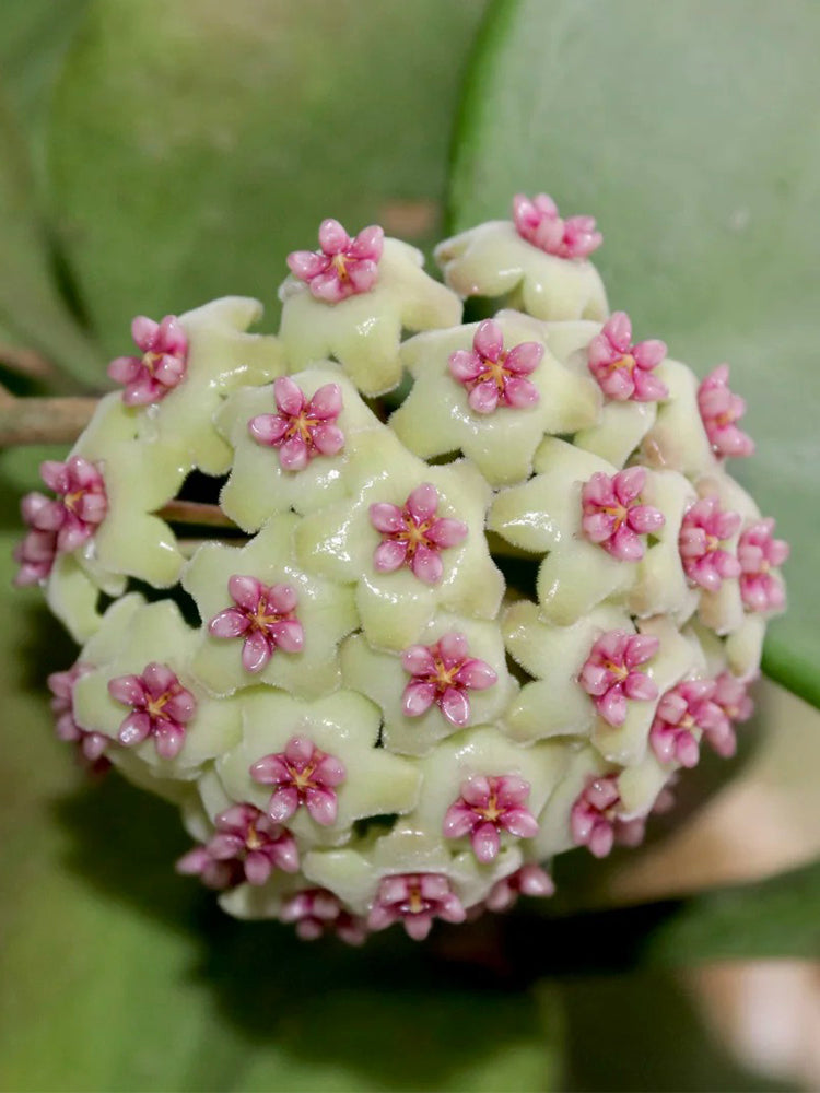 Hoya 'Wonder' Unrooted Stem Cuttings