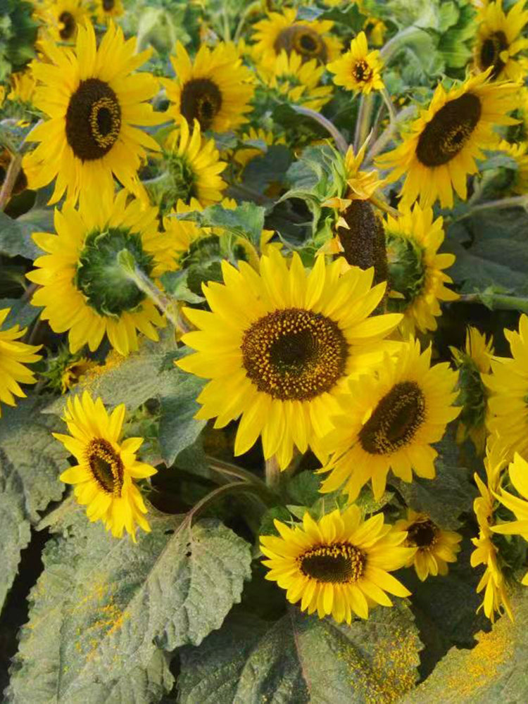 Chihuahua Dwarf Ornamental Sunflower