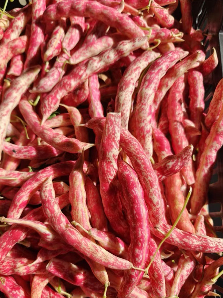 Dayu Red Golden Hook Snap Bean