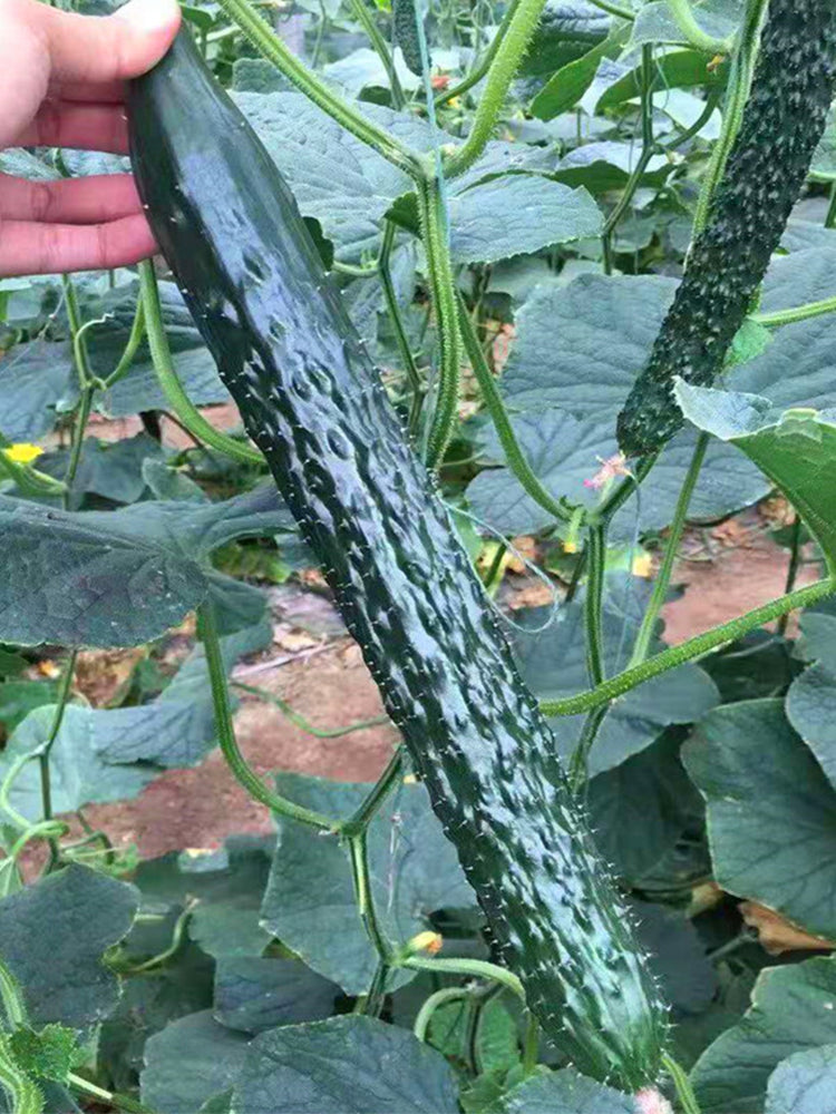 'Holland 35' Cold-Tolerant Cucumbers