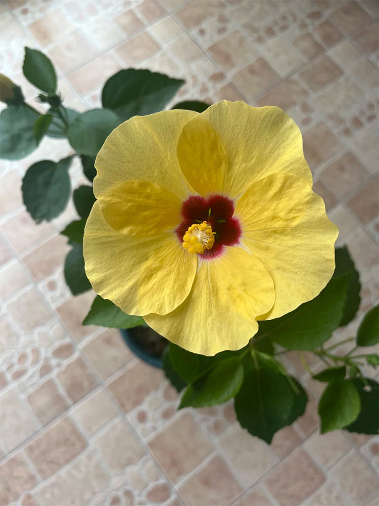 Pale Yellow Hibiscus