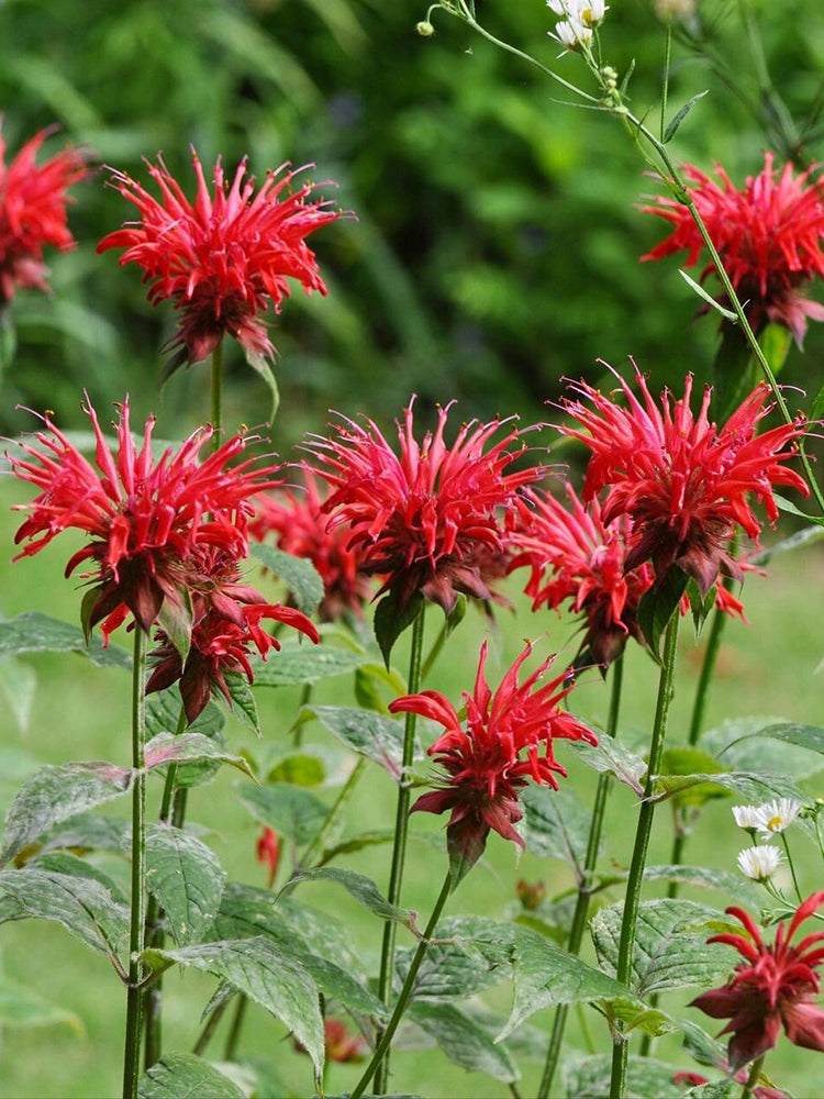 'Red Shades' Bee Balm