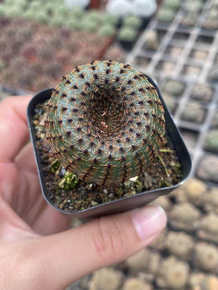 Frailea phaeodisca