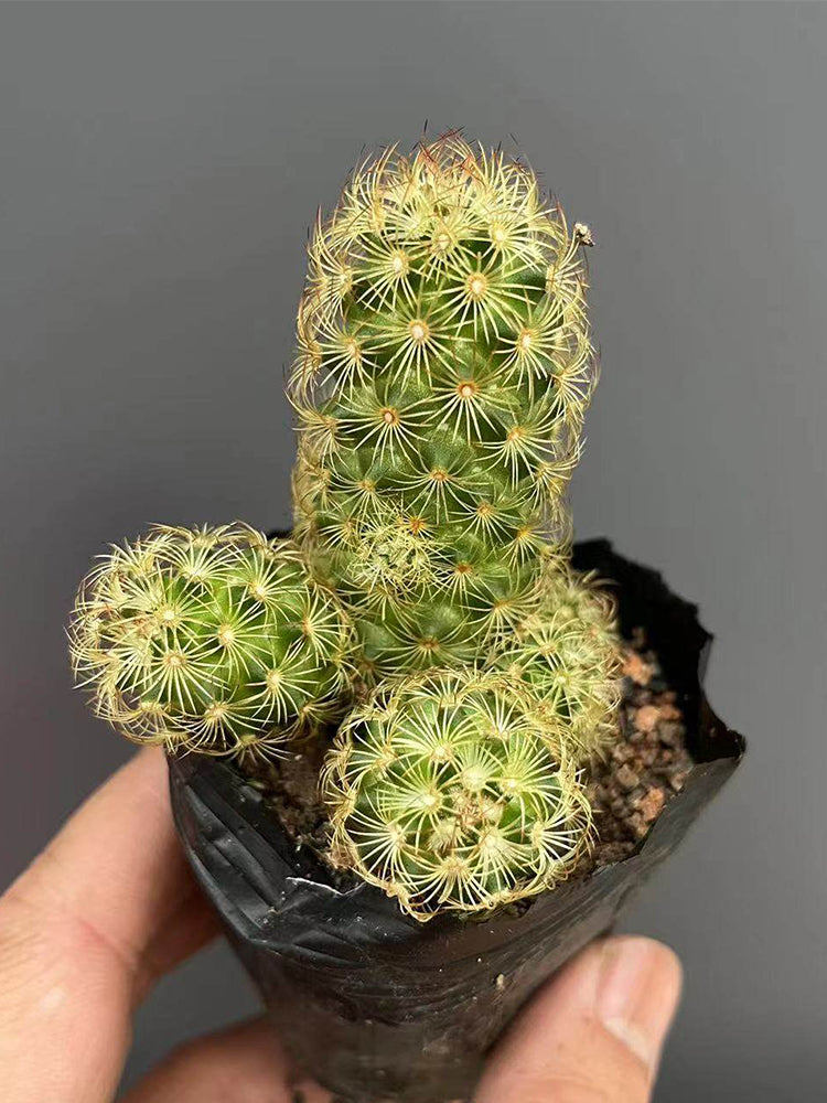 Mammillaria gracilis