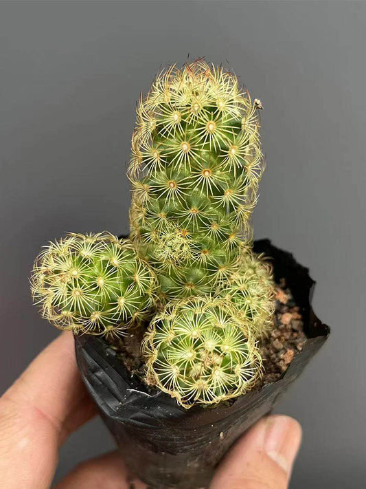 Mammillaria gracilis