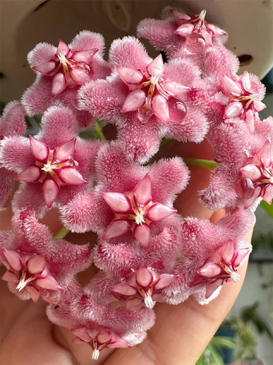 Hoya pubicalyx 'Pink Dragon' Unrooted Stem Cuttings