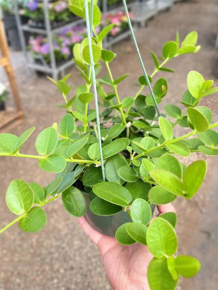 Hoya cumingiana Unrooted Stem Cuttings