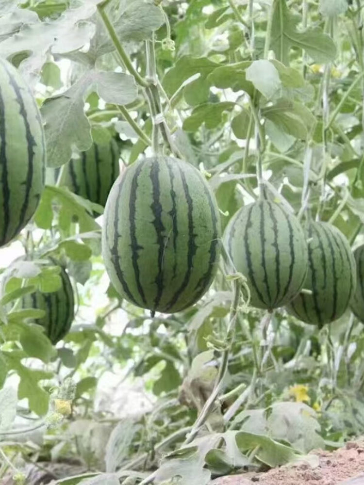 'Super Sweet 2K' Watermelon Seeds