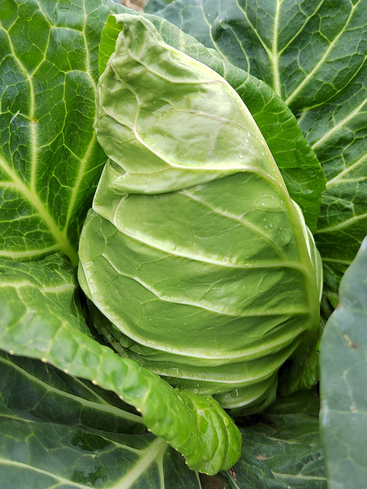 Huachen Oxheart Cabbage