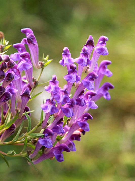 Baical Skullcap (Scutellaria baicalensis)