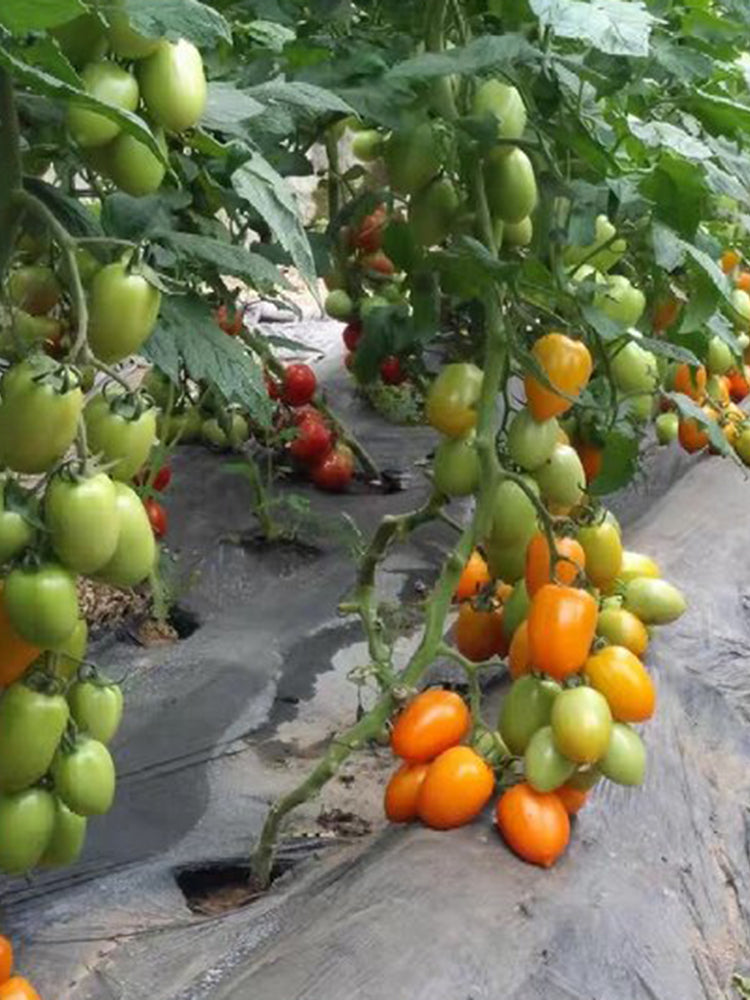 Yellow Roman Tomato