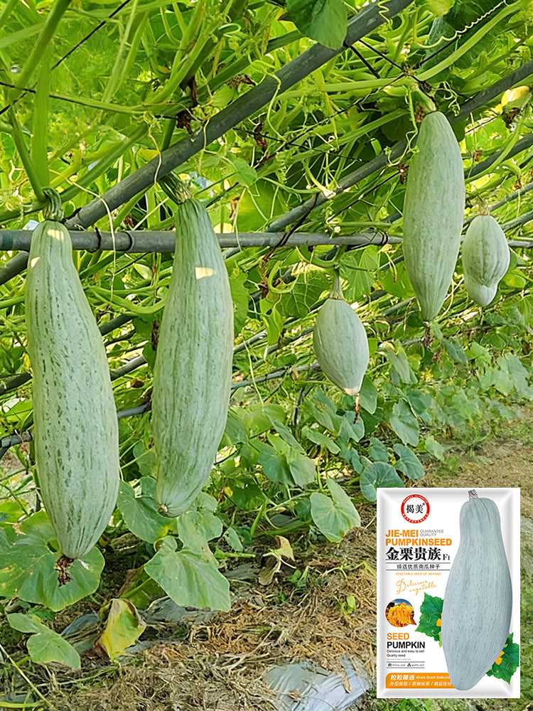 Golden Chestnut Noble Pumpkin
