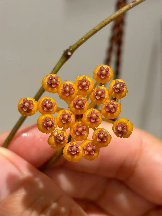 Hoya endauensis Unrooted Stem Cuttings