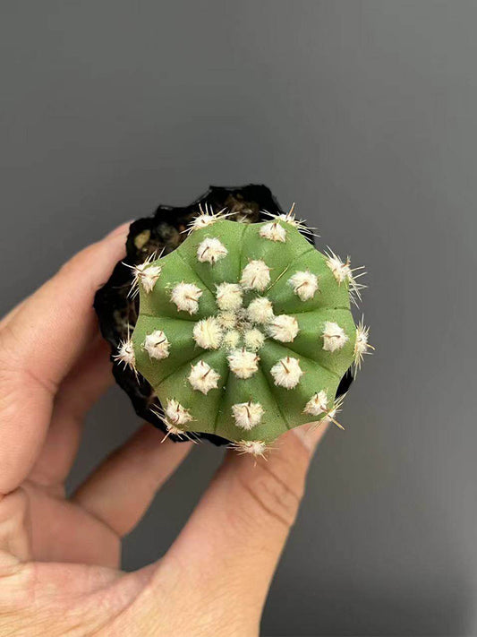 Echinopsis eyriesii Live Cactus