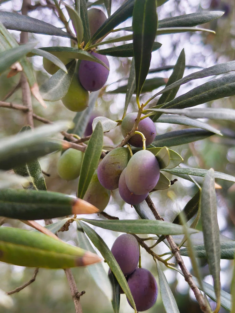 Olive Tree