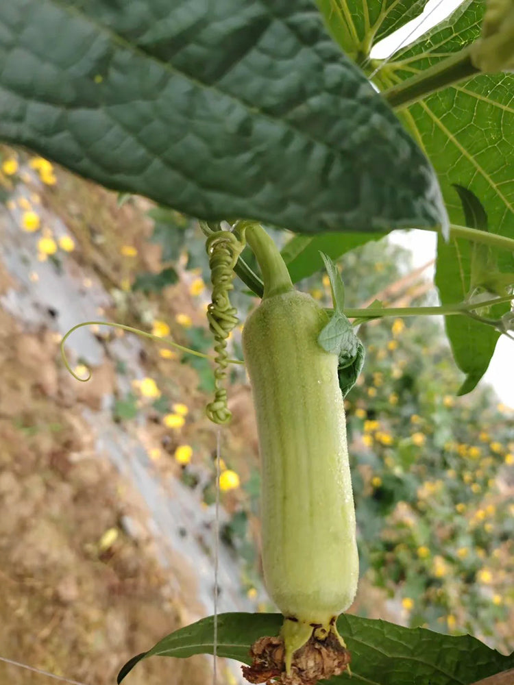 White Jade No.1 Luffa