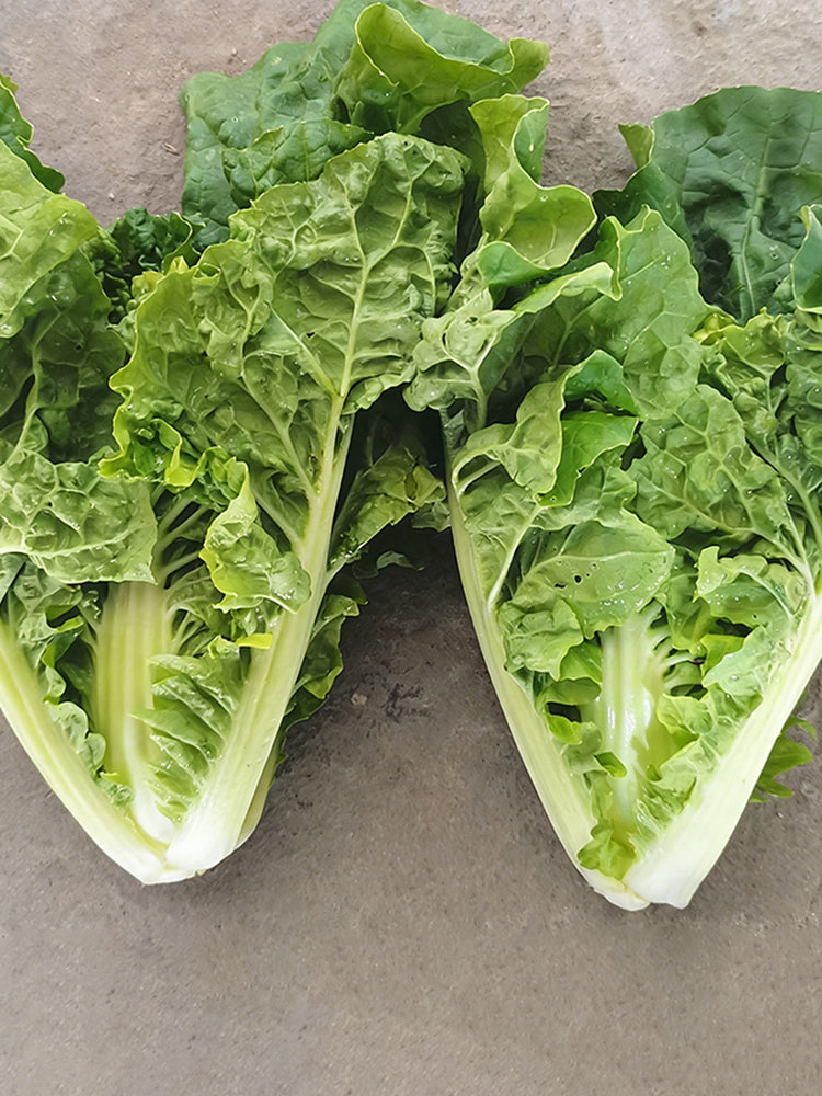 Early Royal Beijing Cabbage