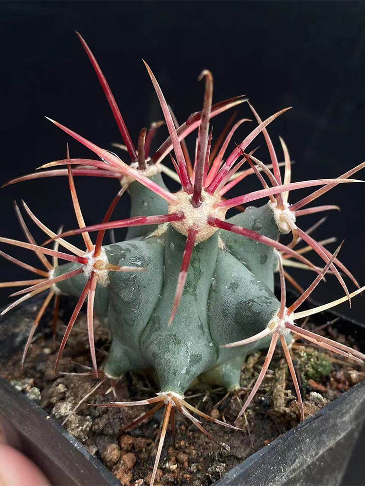 Ferocactus emoryi subsp. covillei