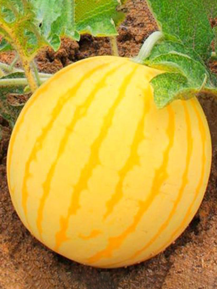 'Jinling 03 Golden' Round Watermelon